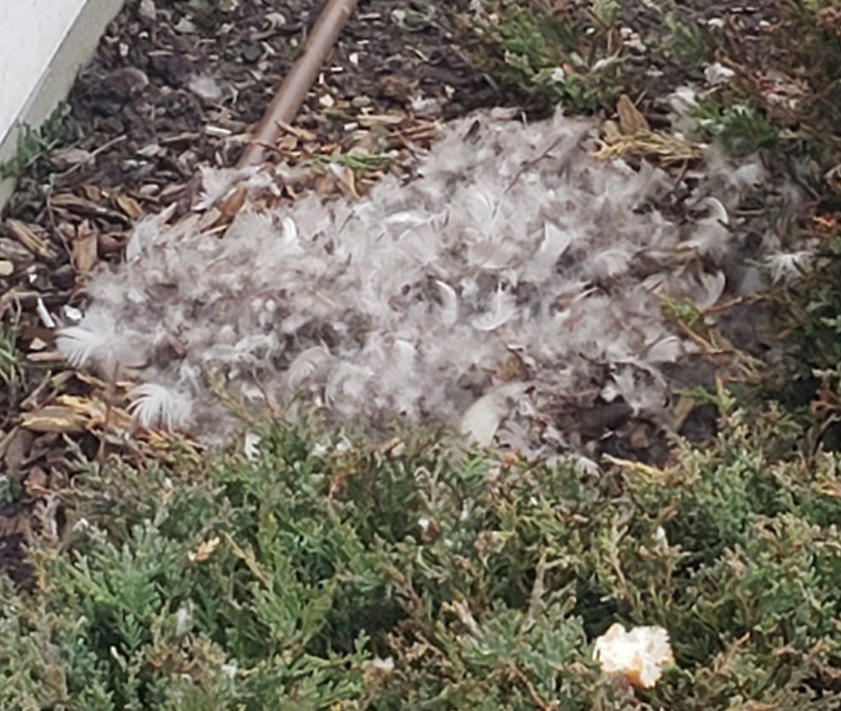 A simple nest constructed by the geese from the downs of their feathers
