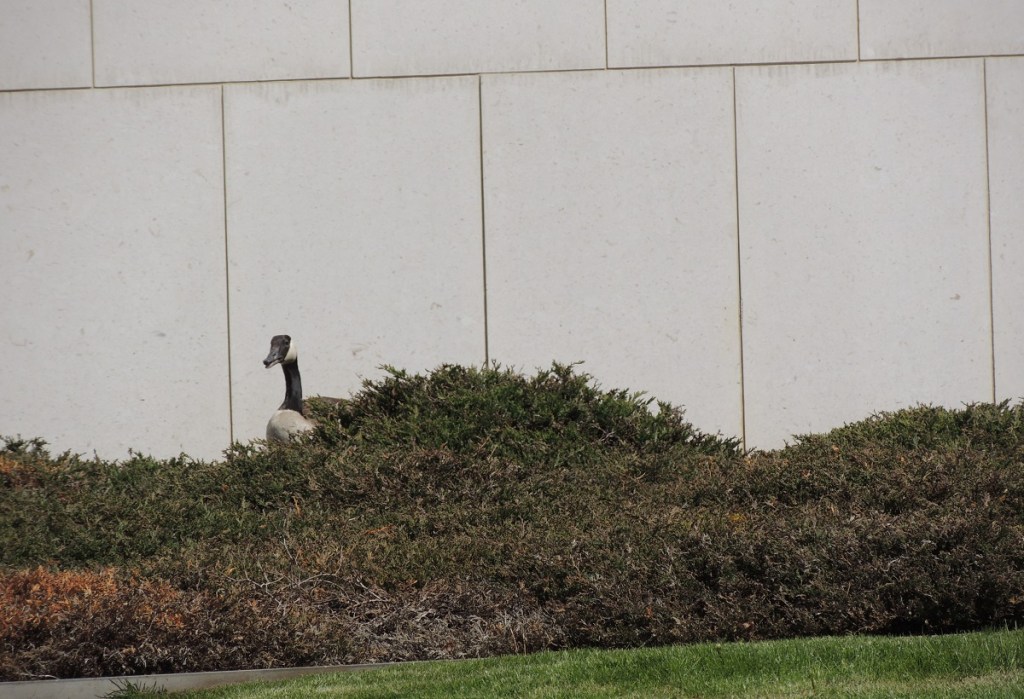 Ismaili Centre Toronto birth of 6 new goslings, Simergphotos Malik Merchant