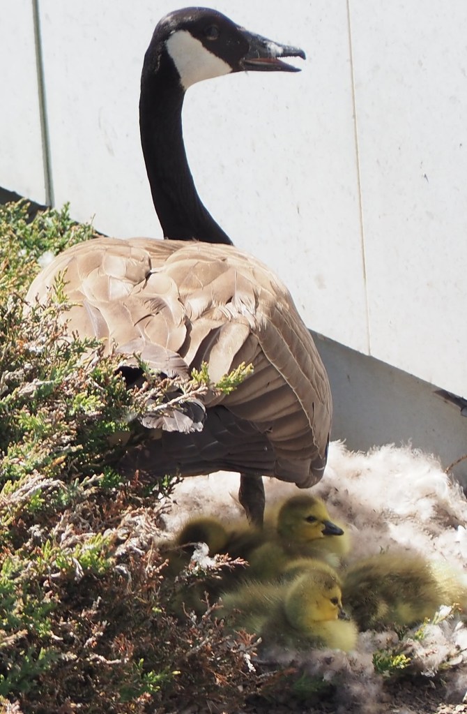 Ismaili Centre Toronto birth of 6 new goslings, Simerg photos Malik Merchant
