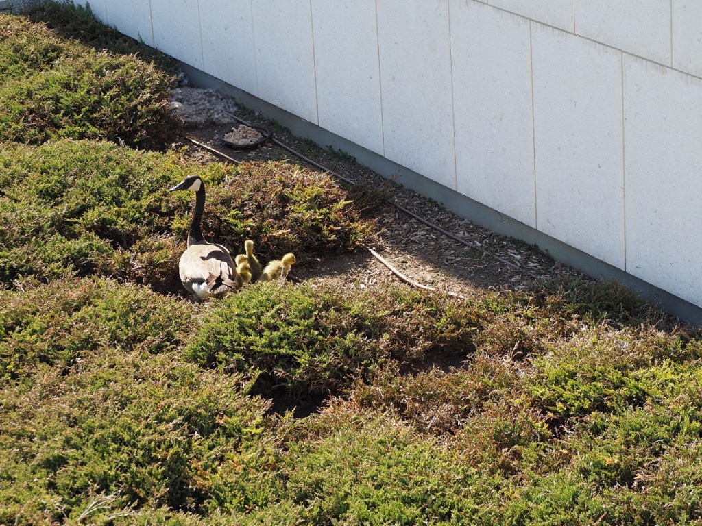 Ismaili Centre Toronto birth of 6 new goslings, Simerg photos Malik Merchant