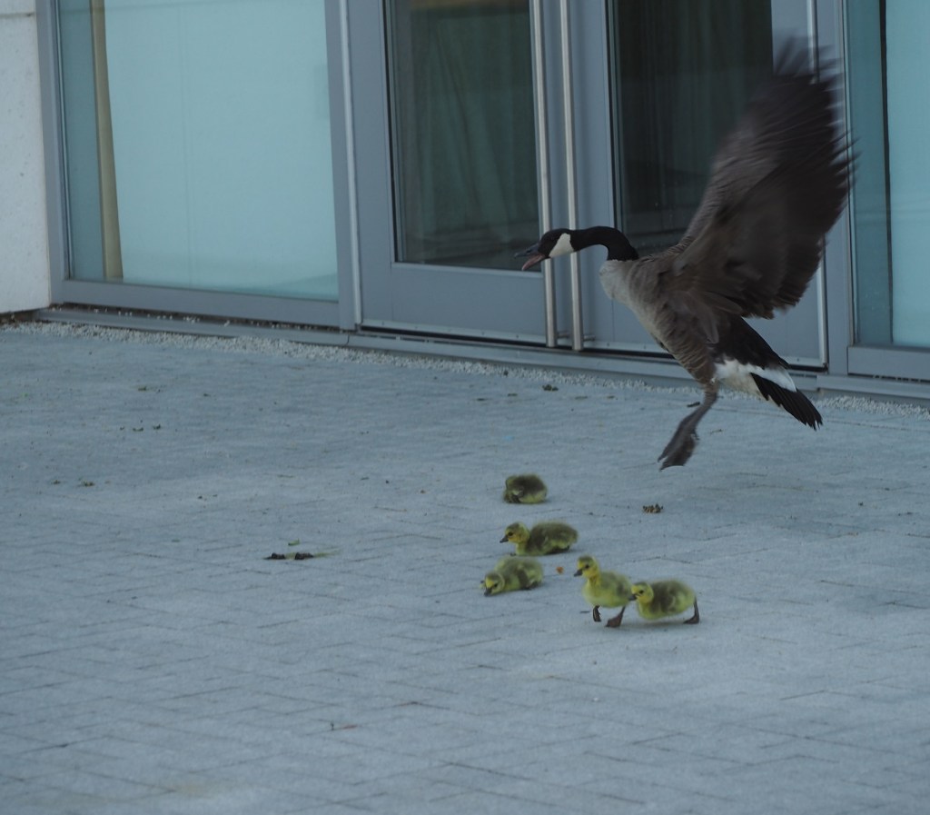 Ismaili Centre Toronto birth of 6 new goslings, Simerg photos Malik Merchant