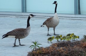 Ismaili Centre Toronto birth of 6 new goslings, Simergphotos Malik Merchant