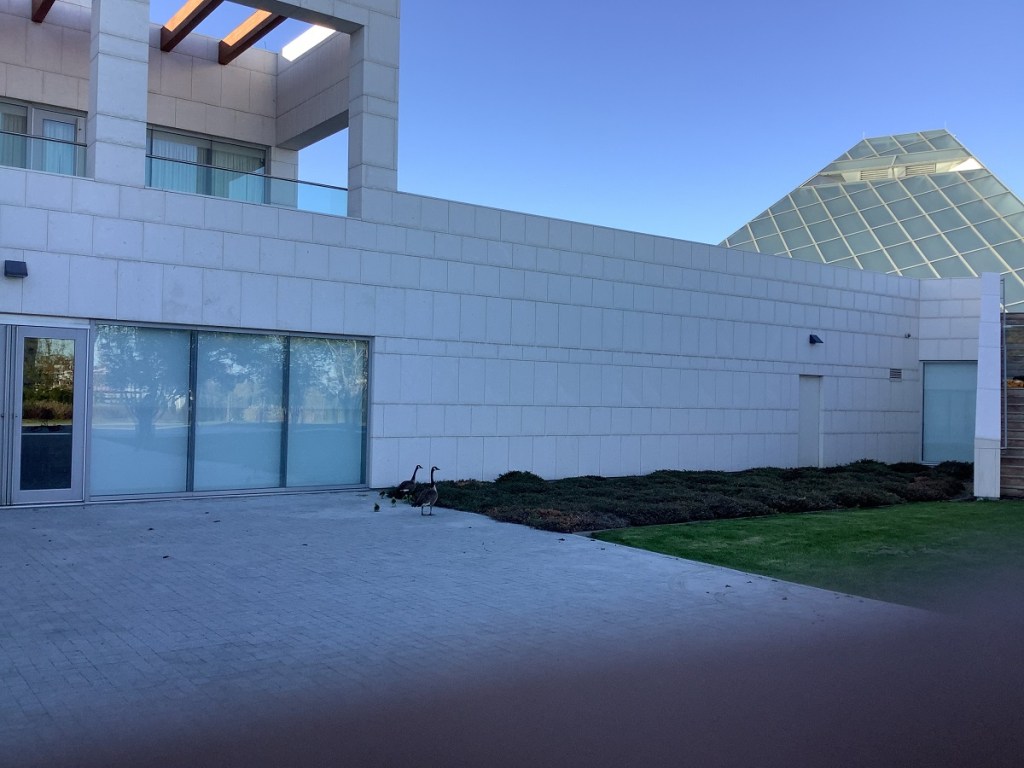 Ismaili Centre Toronto birth of 6 new goslings, Simergphotos Malik Merchant