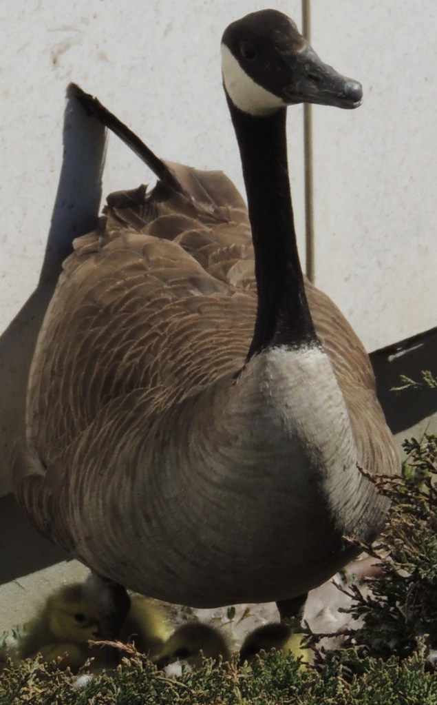 Goslings at Ismaili Centre Toronto, Simerg photos, Aga Khan Park, Malik Merchant