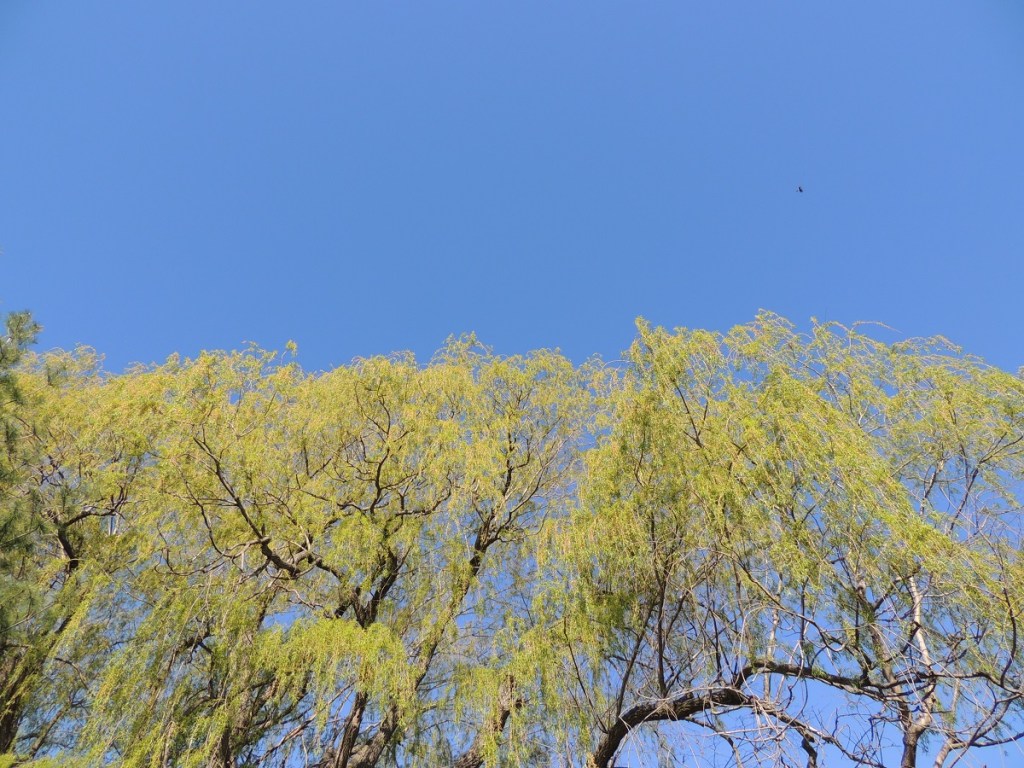 East Don Trail Charles Sauriol Conservation Area Malik Merchant Simerg Photos Simergphotos Toronto's Parks Forests Trails and Gardens