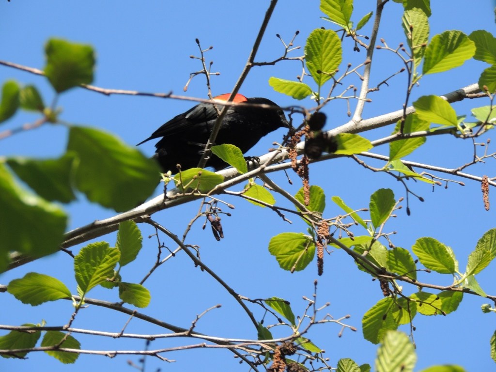 East Don Trail Charles Sauriol Conservation Area Malik Merchant Simerg Photos Simergphotos Toronto's Parks Forests Trails and Gardens