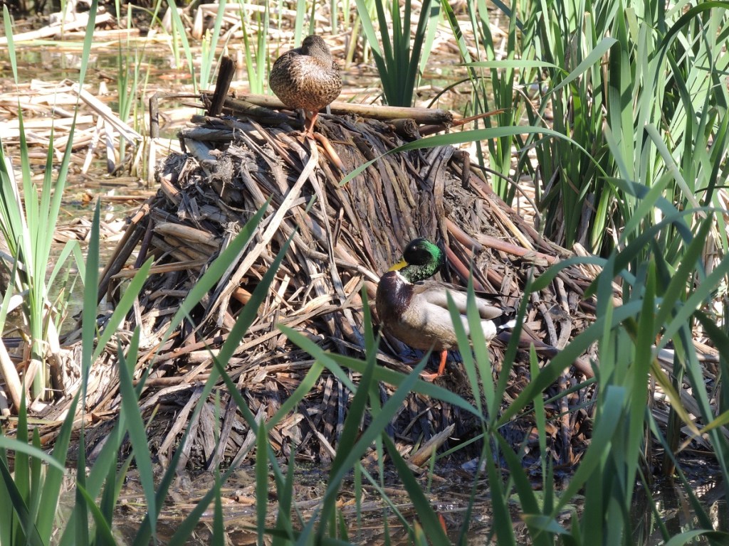 East Don Trail Charles Sauriol Conservation Area Malik Merchant Simerg Photos Simergphotos Toronto's Parks Forests Trails and Gardens