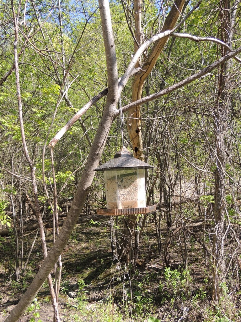 East Don Trail Charles Sauriol Conservation Area Malik Merchant Simerg Photos Simergphotos Toronto's Parks Forests Trails and Gardens