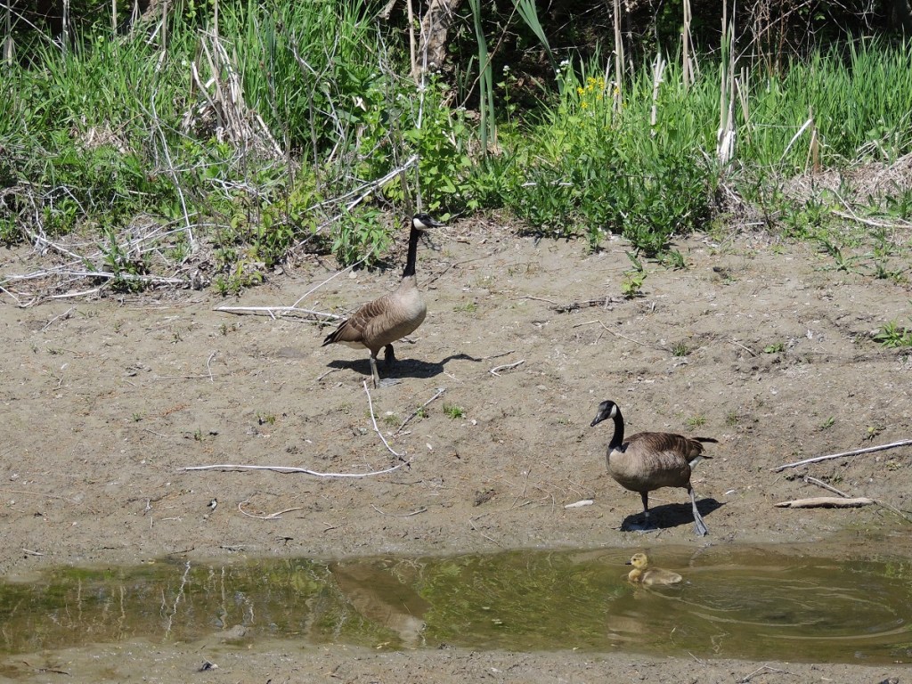 East Don Trail Charles Sauriol Conservation Area Malik Merchant Simerg Photos Simergphotos Toronto's Parks Forests Trails and Gardens