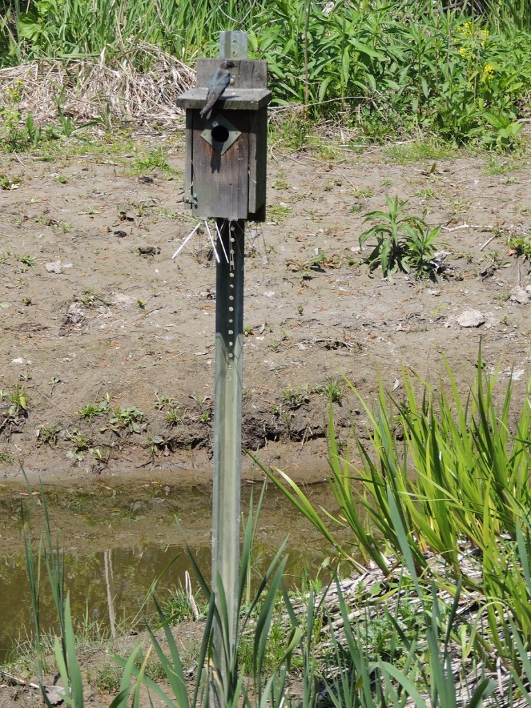 East Don Trail Charles Sauriol Conservation Area Malik Merchant Simerg Photos Simergphotos Toronto's Parks Forests Trails and Gardens