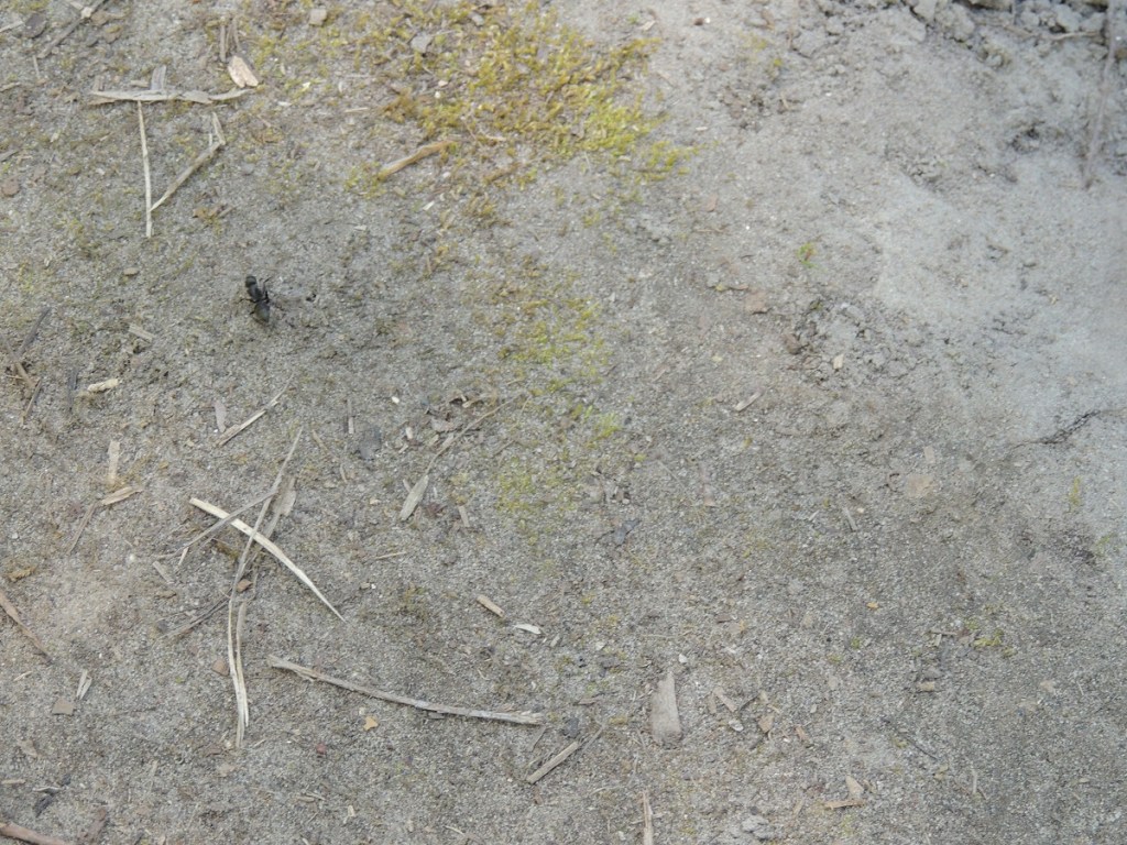 East Don Trail Charles Sauriol Conservation Area Malik Merchant Simerg Photos Simergphotos Toronto's Parks Forests Trails and Gardens