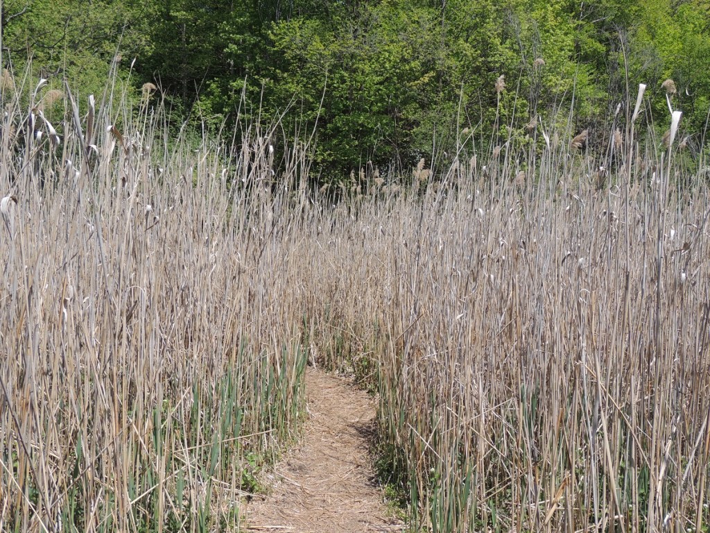 East Don Trail Charles Sauriol Conservation Area Malik Merchant Simerg Photos Simergphotos Toronto's Parks Forests Trails and Gardens