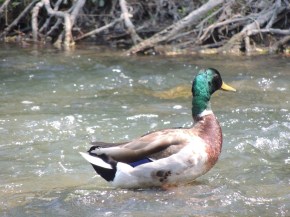 East Don Trail Charles Sauriol Conservation Area Malik Merchant Simerg Photos Simergphotos Toronto's Parks Forests Trails and Gardens
