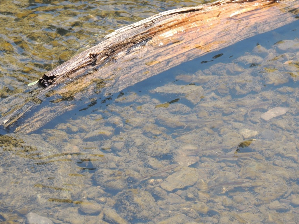 East Don Trail Charles Sauriol Conservation Area Malik Merchant Simerg Photos Simergphotos Toronto's Parks Forests Trails and Gardens