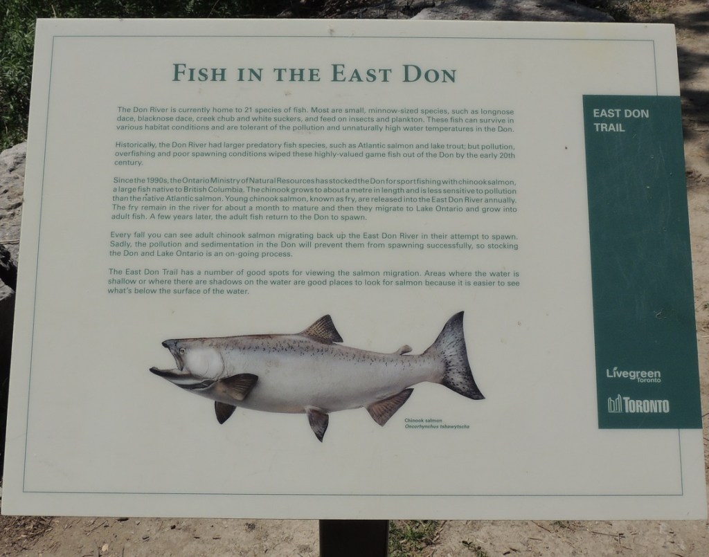 Fish East Don Trail Charles Sauriol Conservation Area Malik Merchant Simerg Photos Simergphotos Toronto's Parks Forests Trails and Gardens