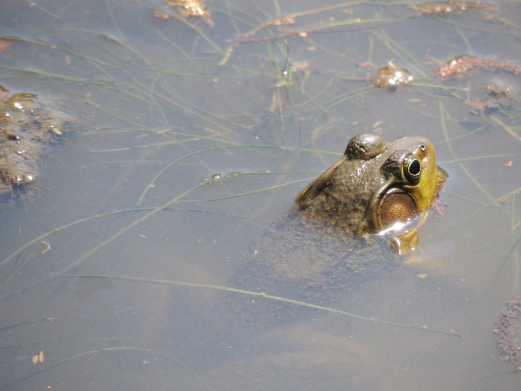 Frog East Don Trail Charles Sauriol Conservation Area Malik Merchant Simerg Photos Simergphotos Toronto's Parks Forests Trails and Gardens