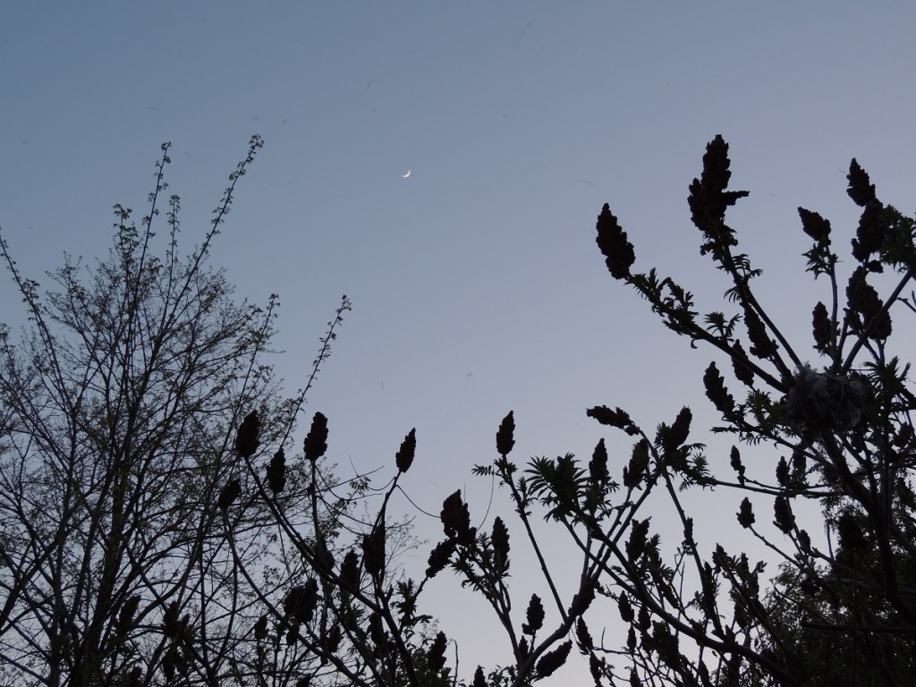 Crescent Moon East Don Trail Charles Sauriol Conservation Area Malik Merchant Simerg Photos Simergphotos Toronto's Parks Forests Trails and Gardens