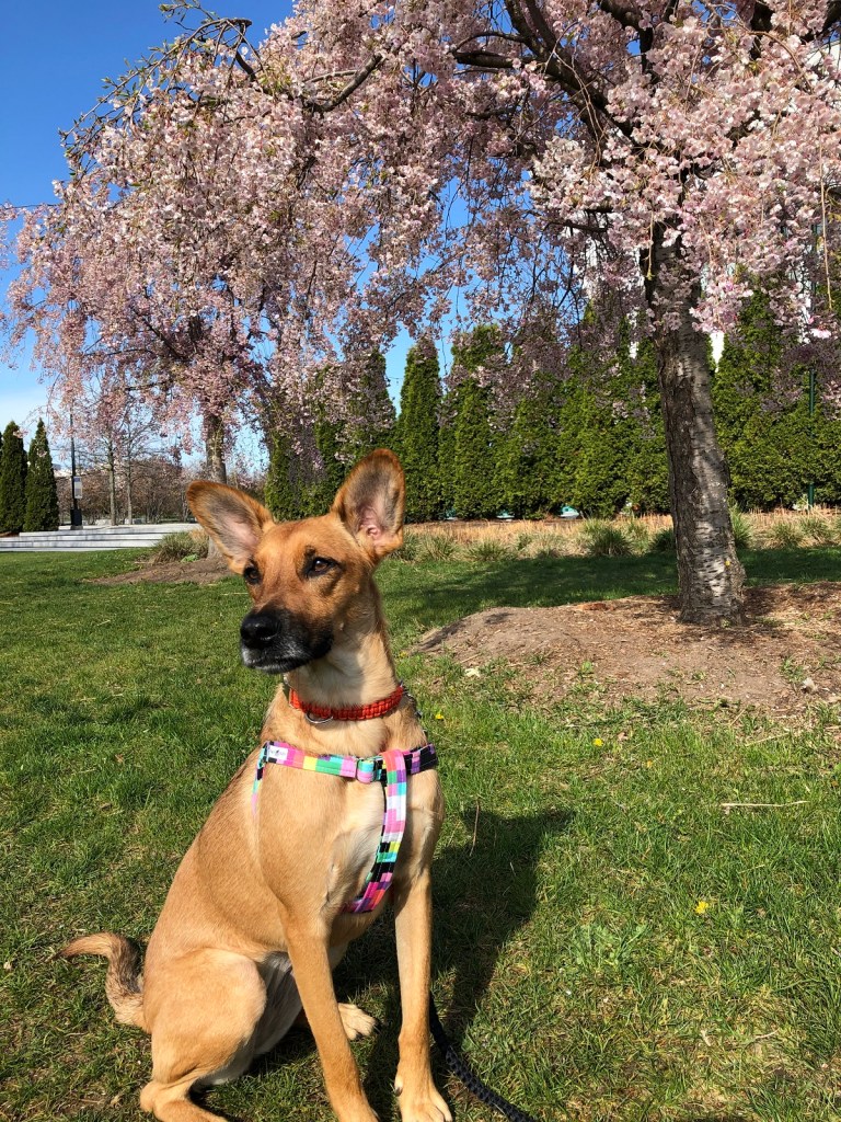 weeping cherry a dog named Circe