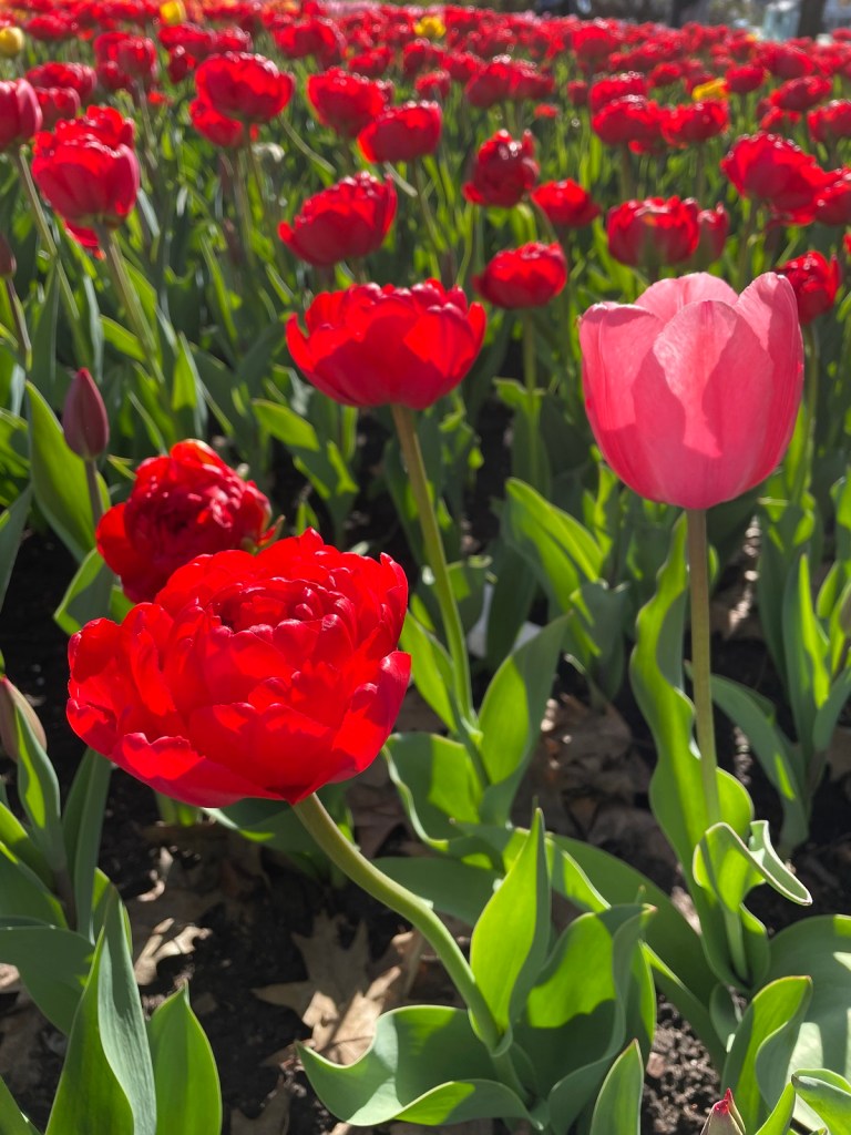 Tulips at Ottawa's Commissioners Park Dows Lake Nurin Merchant simergphotos simerg