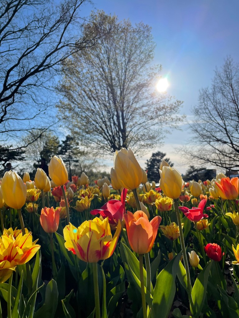 Tulips at Ottawa's Commissioners Park Dows Lake Nurin Merchant simergphotos simerg