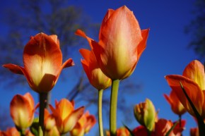 Tulips at Ottawa's Commissioners Park,