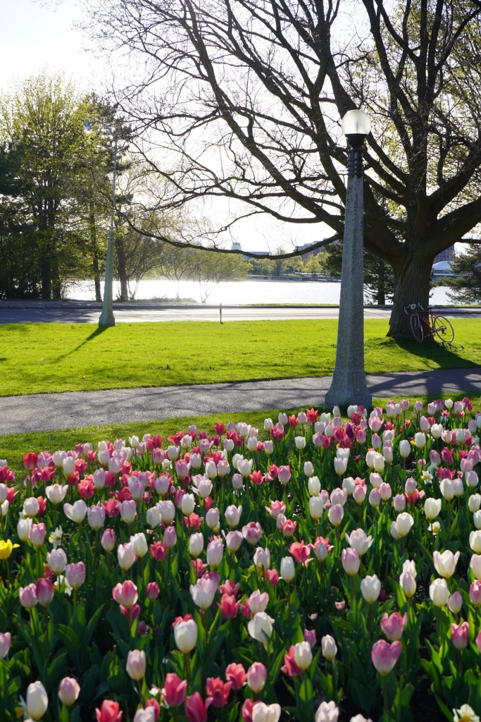 Tulips at Ottawa's Commissioners Park, Nurin Merchant Simergphotos