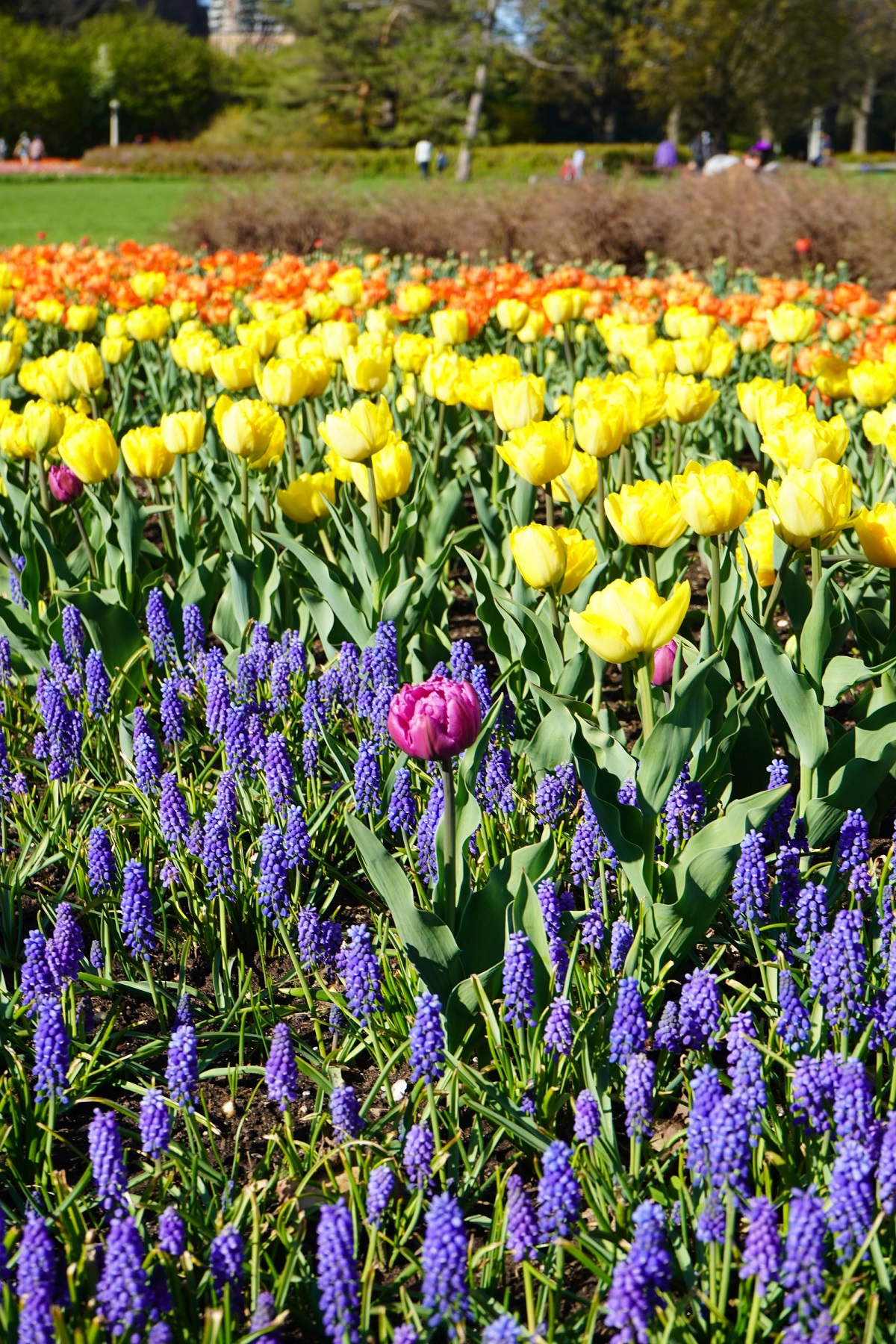 Tulips at Ottawa's Commissioners Park Dows Lake Nurin Merchant simergphotos simerg