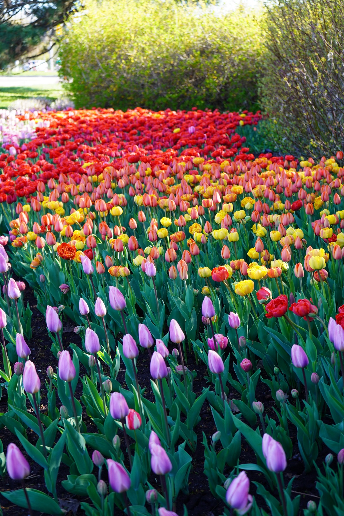 Tulips at Ottawa's Commissioners Park Dows Lake Nurin Merchant simergphotos simerg