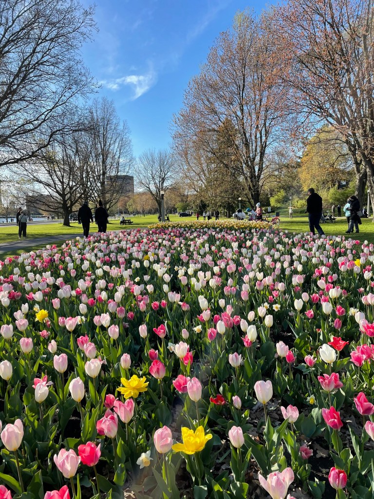 Tulips at Ottawa's Commissioners Park Dows Lake Nurin Merchant simergphotos simerg