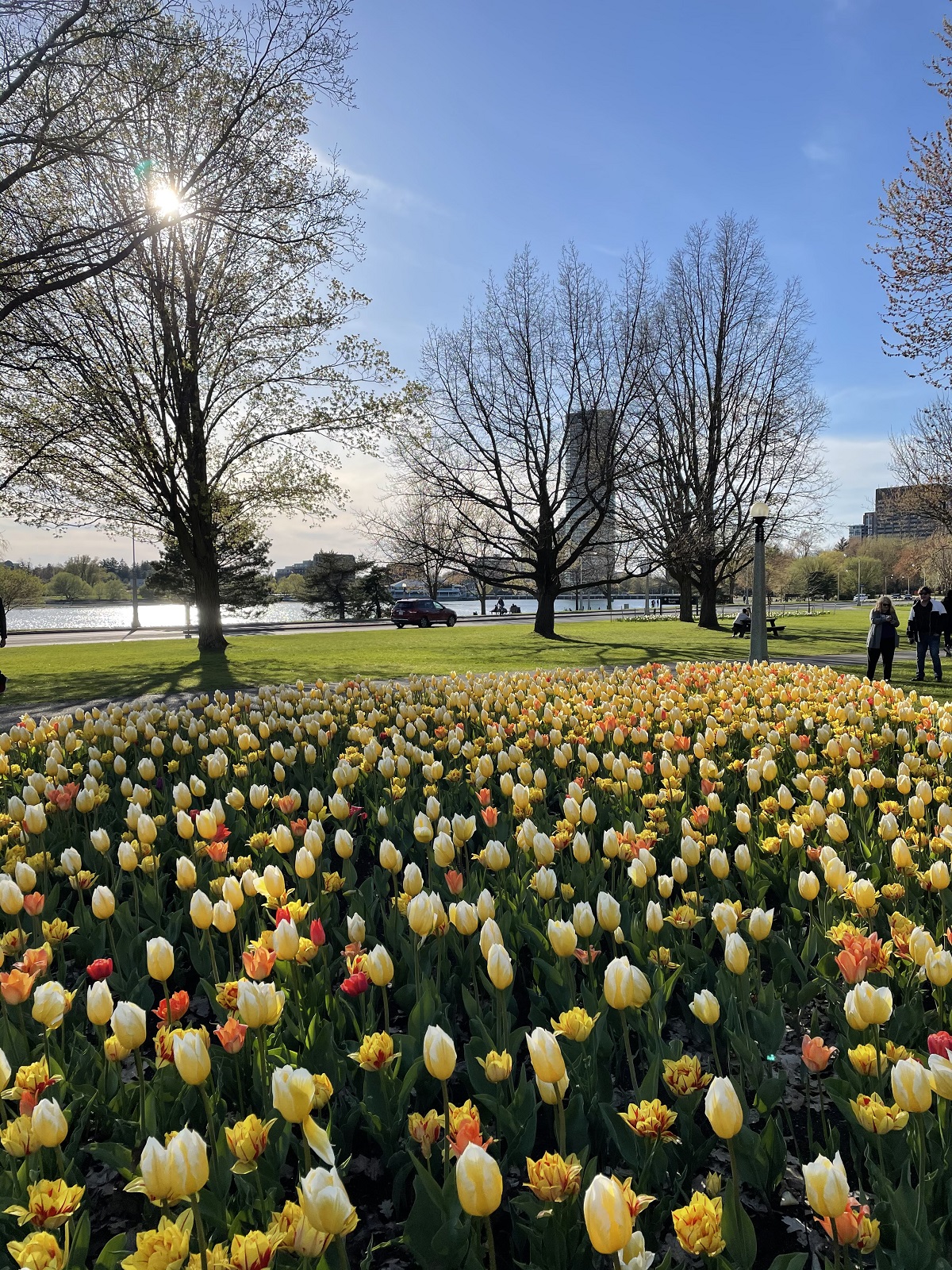 Tulips at Ottawa's Commissioners Park Dows Lake Nurin Merchant simergphotos simerg