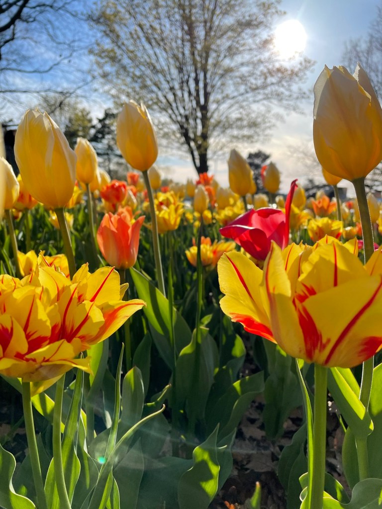 Tulips at Ottawa's Commissioners Park Dows Lake Nurin Merchant simergphotos simerg