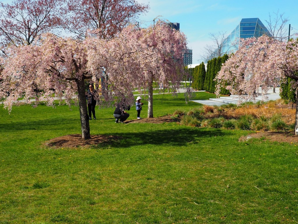 weeping cherry at aga khan park simerg photos photo of the day
