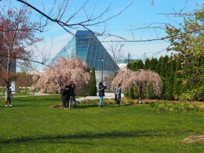 weeping cherry pink pastels aga khan park, simerg photos photo of the day