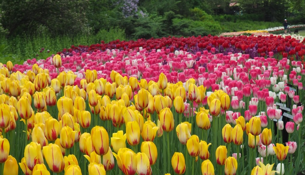 Sculptor Joseph-Emile Brunet’s statue of Col. By in Major Hill’s Park looking across the Rideau Canal at Parliment Hill