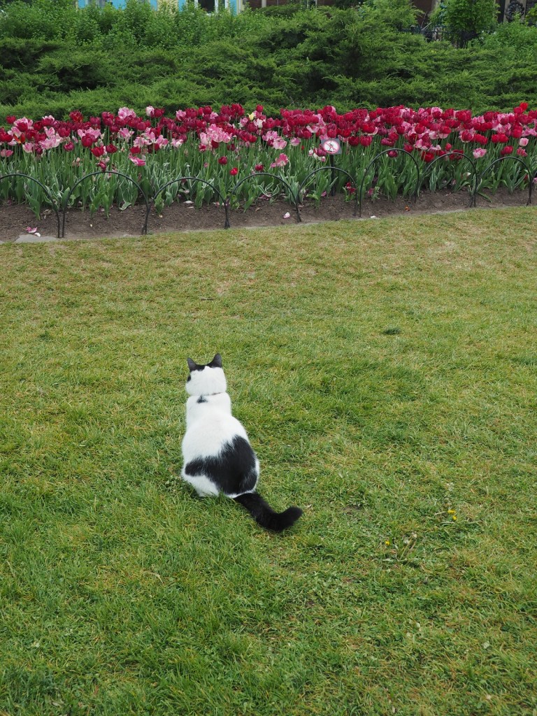 Cat at Tulip Show Simerg Photos Malik Merchant