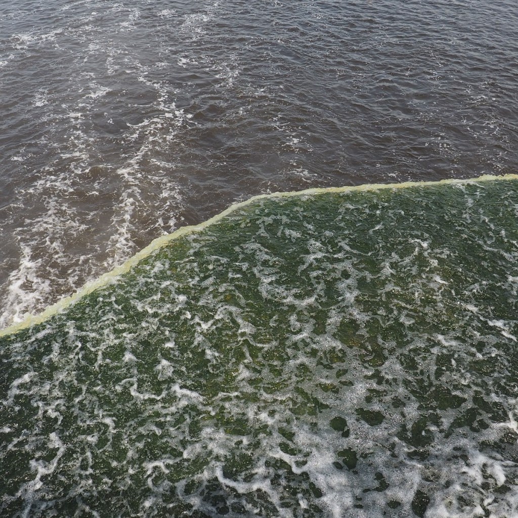Tulips Commissioners Park Ottawa Dows Lake Major Hills Park and Rideau Falls