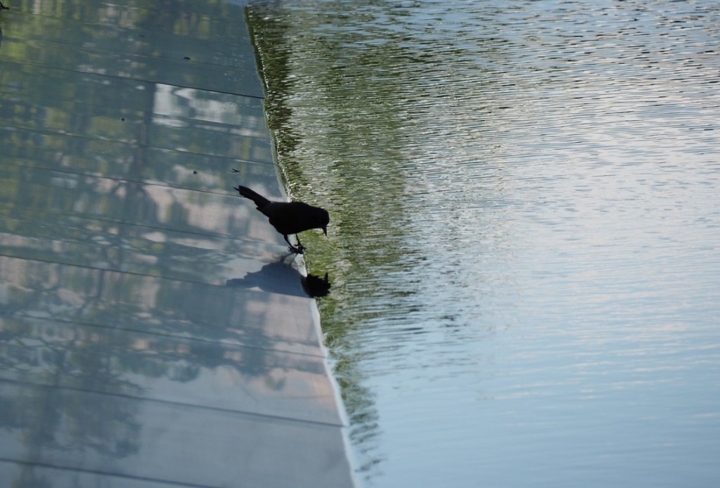 Thirst quenching, Aga Khan Park pond, May 26, 2021.
