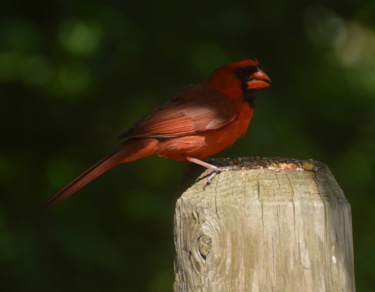 Cardinal, East Don Trail, May-June, 2021. © Shannon Doern.