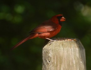 Cardinal, East Don Trail, May-June, 2021. © Shannon Doern.
