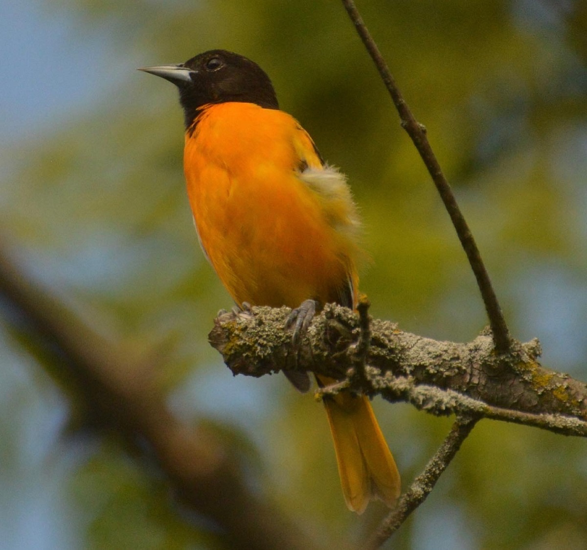 Male Baltimore Oriole, East Don Trail, May-June, 2021. © Shannon Doern.