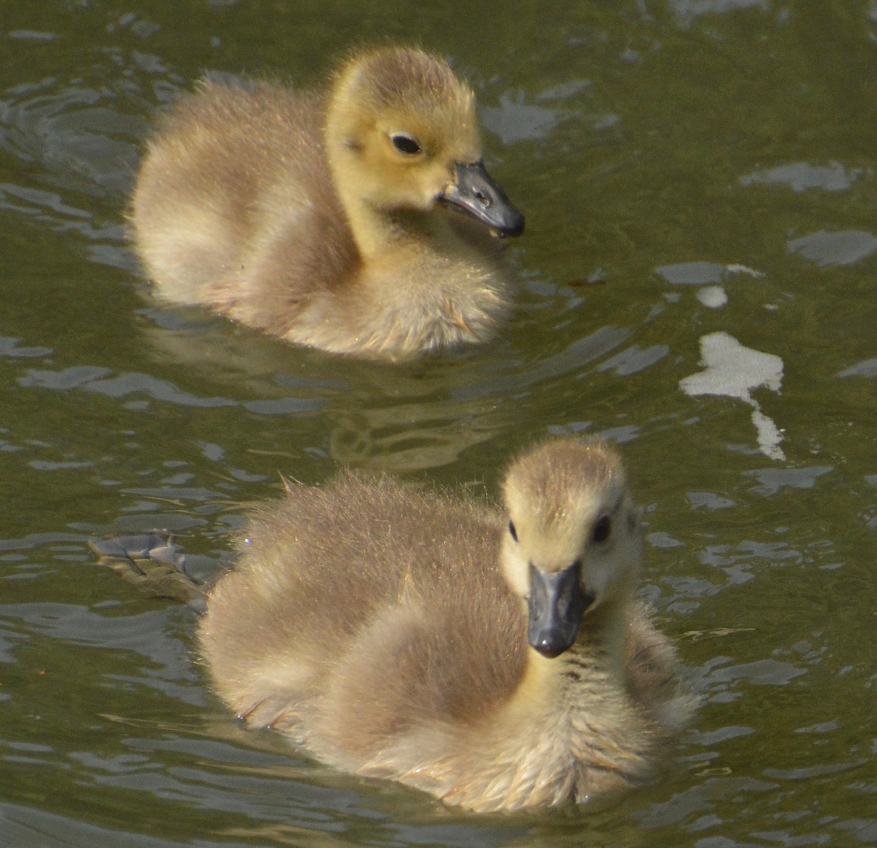 Ducklings, East Don Trail, May-June, 2021. © Shannon Doern.