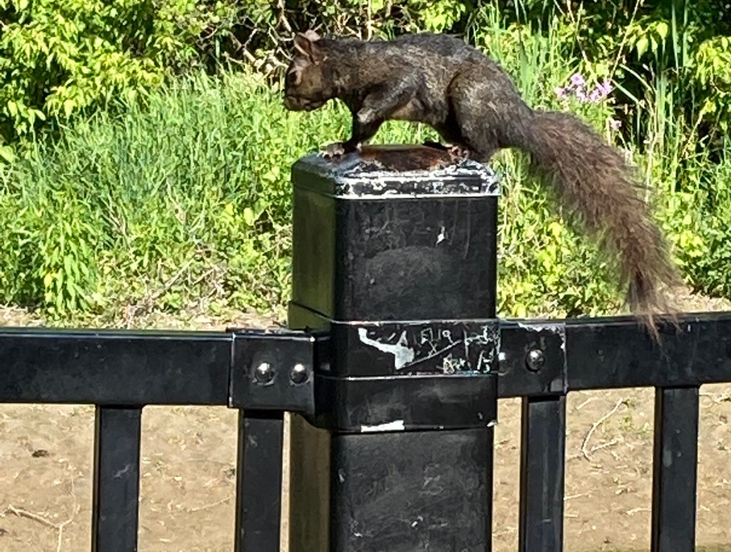 mangy squirrel east don trail