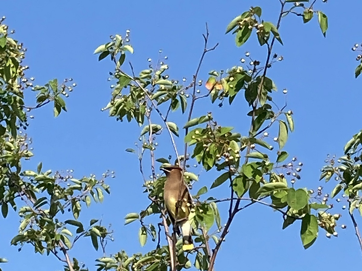 Cedar waxwing, Aga Khan Park,