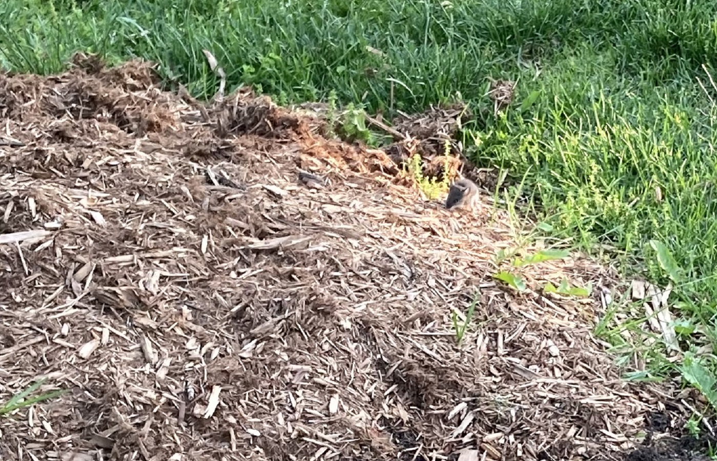 Mouse, Aga Khan Park Photo of the Day Simerg Photos