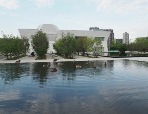 Ponds Aga Khan Park, Canadian geese swimming and bathinge