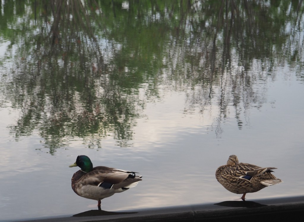 Mallards Aga Khan Park pond