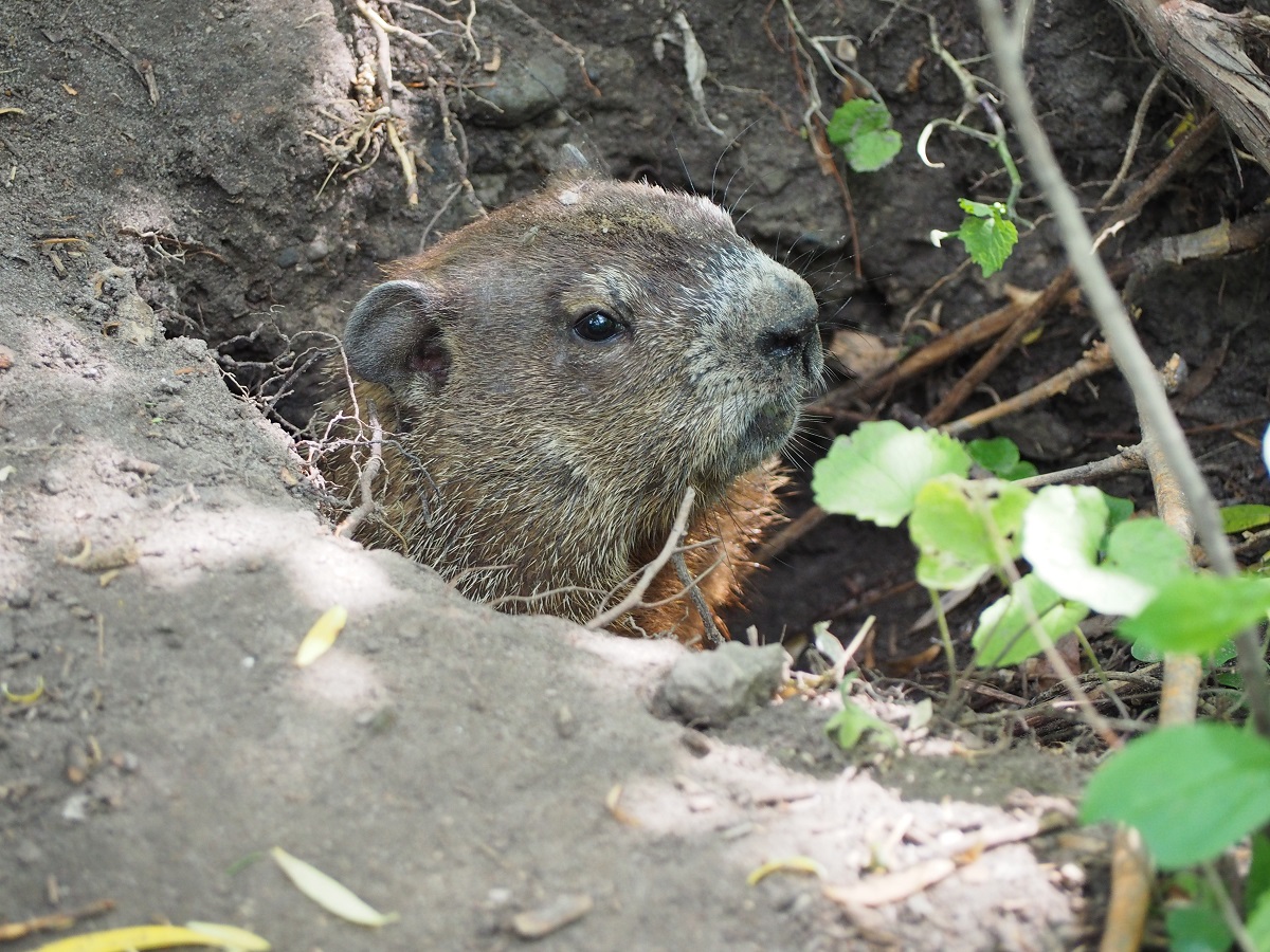 Groundhog, East Don Trail