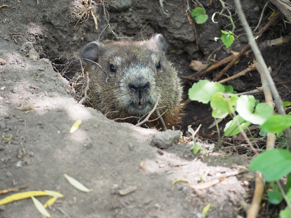 Groundhog, East Don Trail.