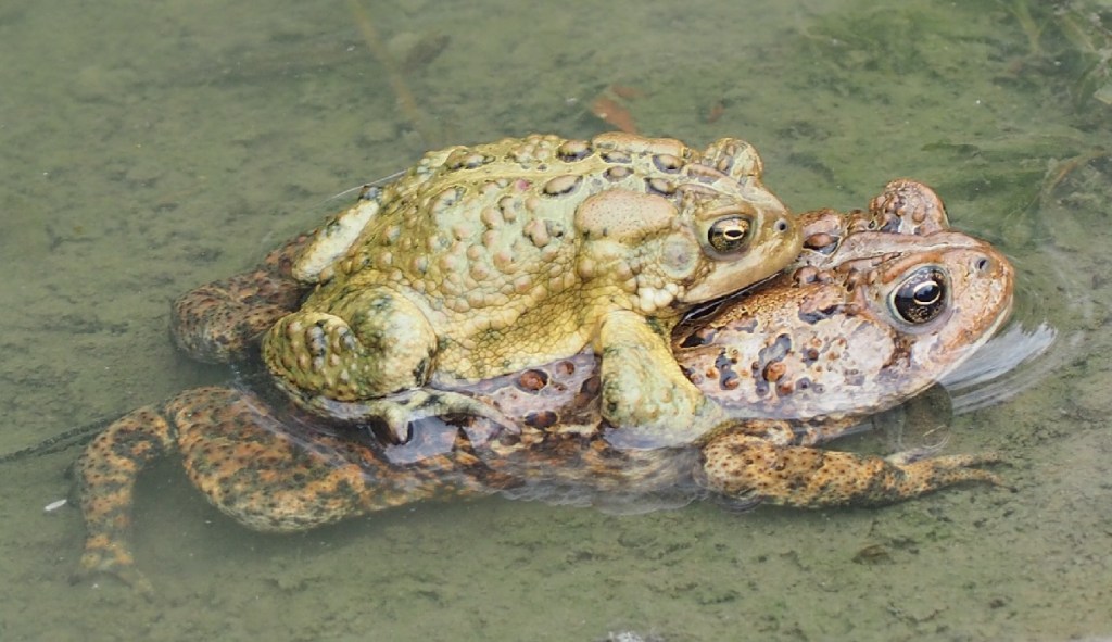 Male frog fertilizing eggs, Simerg Photos, Malik Merchant
