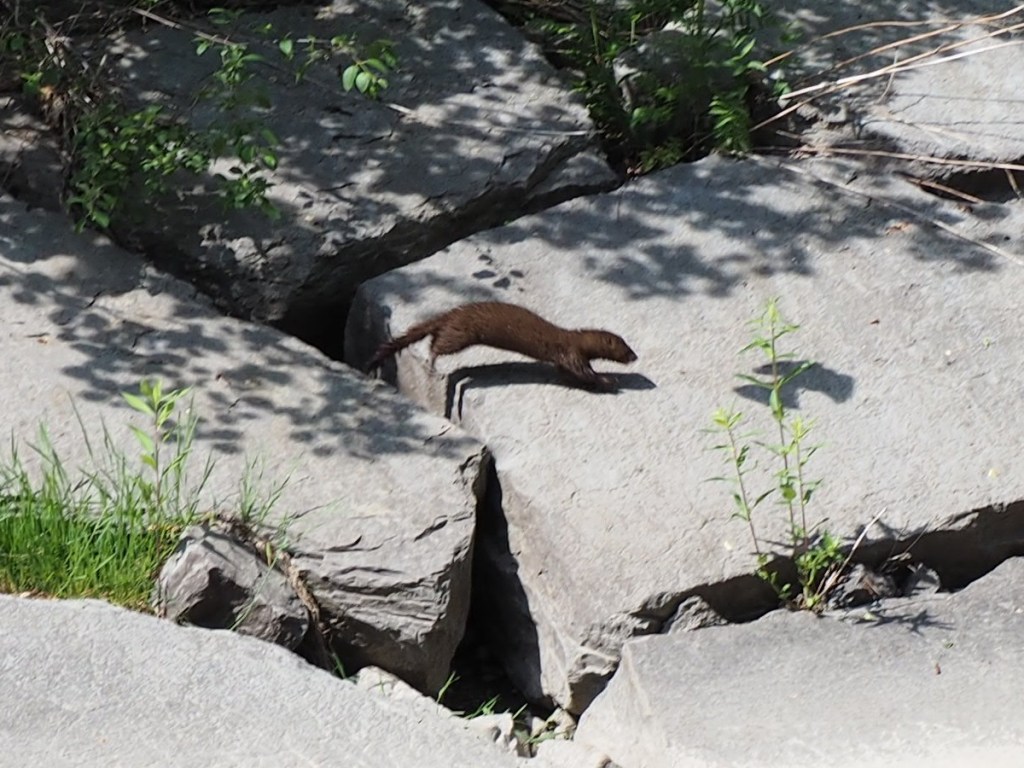 East Don Trail and Edwards Gardens, Simergphotos, Malik Merchant, Photo of the Day
